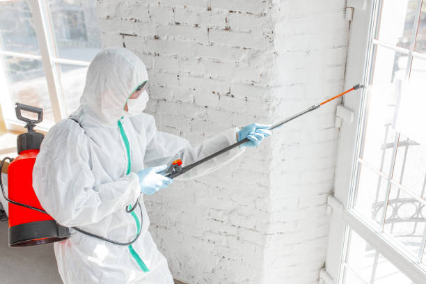 Professional Mold Removal Services in Norway, MI